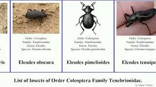 Insects of Order Coleoptera Family Tenebrionidae pimelia blaps beetle eleodes gonocephalum lagria