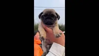 Real-Time Market Tour | Rural China Dog Stalls, Buyer Inspections, Ambient Sounds