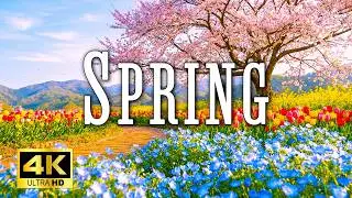【4K】春の花と自然｜Spring Flowers｜【癒しの映像・睡眠用BGM】｜ Ambient TV for Sleep & Living Space｜ Meditation Series