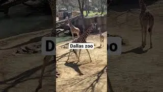 Dallas zoo