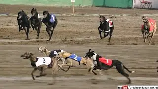 Greyhound derby 2023 | Irish greyhound derby race in Pakistan | racing greyhounds