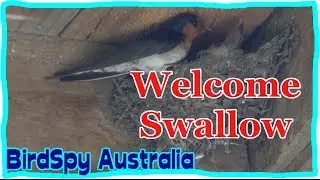 Welcome Swallow - leaving and returning to her nest | BirdSpyAus