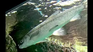 シナノユキマス　Maraena whitefish、Whitefish、Common whitefish　Coregonus lavaretus maraena