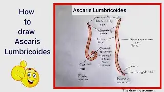 How to draw Ascaris lumbricoides step by step for beginners in a very easy way !!