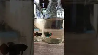 Testing the Limits of Wild Betta Species