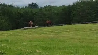 Vicious rabbit about to attack horses @WildestExpectFarm7837