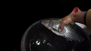Net FISHING//night caught net Local Nyogulik fish// local livelihood way.