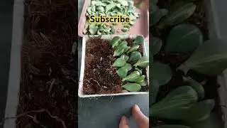 Propagating Curly Jade leaves #garden #plants #viralvideo #shorts