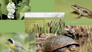 Ecosystems of Kansas Episode 6: Interconnected ecosystems (English version)