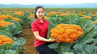 Harvesting 1000 + Kg Wild Cauliflower To Sell At Market | Tieu Sam - Free Bushcraft