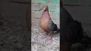 Top beautiful pigeon of world || Archangel pigeon || New entry in my pigeon loft