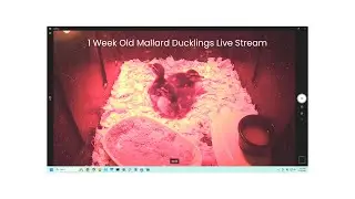 Peaceful Ducklings Live 🦆 | Relax & Watch