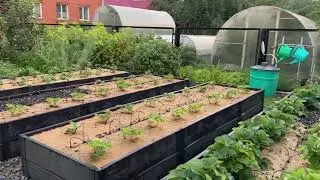 IDEAL decorative VEGETABLE GARDEN. Visiting my sister