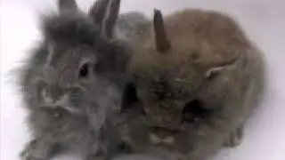 Cute Baby Lion Head Rabbits