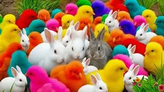 Ayam Lucu Rainbow 😆 Tangkap Hewan Gemes di Halaman