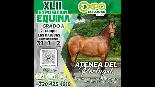EXPOSICION EQUINA GRADO 