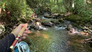 Chasing Native Brook Trout in the Mountains of Pennsylvania