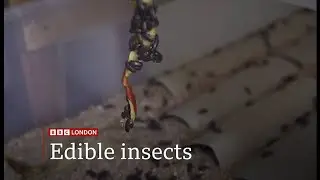 Edible insects anyone? Whats on the menu? (UK)