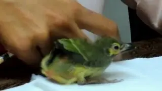 Baby barbets move by backing away