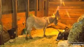 SDP  Never Saw A Donkey Sleep Like This😯 Rhut Roh, Somebody Needs GasX😊