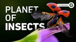 These Tiny Creatures Control Life on Earth | Full Documentary