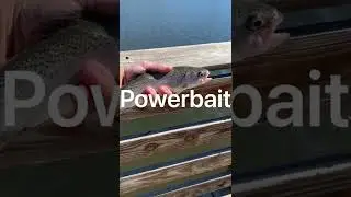 Как поймать форель на приманку (для новичков)
