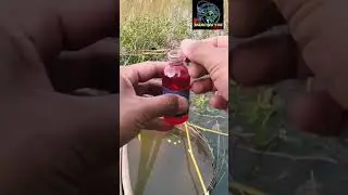 Essen terbaik untuk mancing liar yang pernah saya lihat, langsung strike #mancingliar #mancingnila