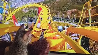 You Wont Believe My Cat Rides Rollercoaster at Home 🤣