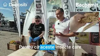 Solutie anticarii lemn - Cum arata? Ce fac? Cum scap de ele?
