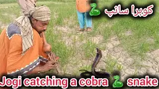 Jogi catching Cobra 🐍 snake 🔥 @AmanatAliJogi