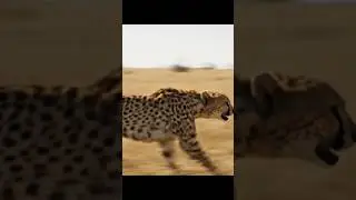 cheetah attack animals #video #animals #wildlife #safari