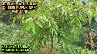 Update Pohon Durian Duri Hitam Musang King Dan Bawor Setelah Satu Bulan Pemupukan