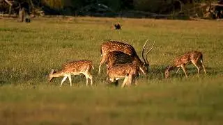 || Spotted Deer || Bhadra Backwaters ||