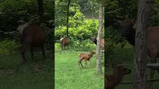 Look Mom - I can walk and kick! Elk Calf testing it&rsquo;s running skills👍👍