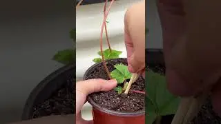 Growing Strawberries from Runners.