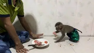 Monkey boy likes to eat orange #monkey #asmr #orange #fruit