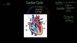 AQA GCSE PE: Cardiac Cycle