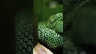 West African tree viper