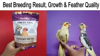 Cockatiel Bird Pallets Food | Good For Breeding, growth & Feather Quality 😉 