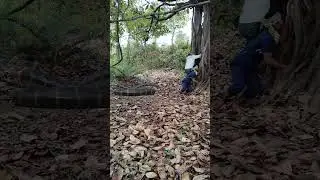 snake 🐍🐍 attack #animal #animals #wild #nature #wildlif #wildlifes #wildlifeig