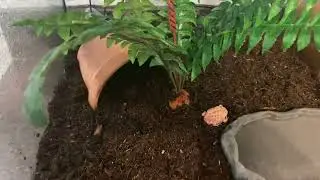 TheFamilyDoes Gets Another Frog