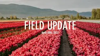 Chilliwack Tulip Festival Field Update | April 28th, 2022