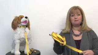 Barking Basics Dog Leash - Yellow