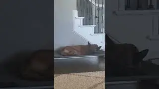 Thunder elite protection dog snoring away on a lazy Sunday