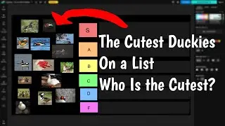 The Duck Tier List, Who Is the Cutest?