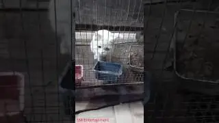 Cat are most intelligent | Funny cat | white and black cat | Rag doll | Naughty cat😻
