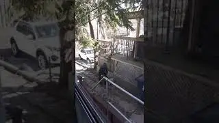 Raccoon Adventures Part 2