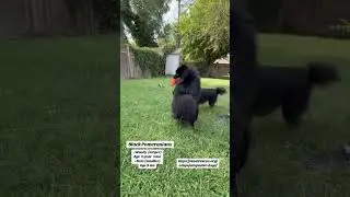 Woody and Buzz, 1 year old and 8 month old male Pomeranians