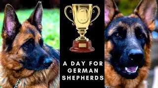 THE FIRST GERMAN SHEPHERD SHOW IN UGANDA.
