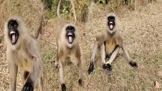 Angry Monkey Attack | Wild Village Encounter🐒😯🤬